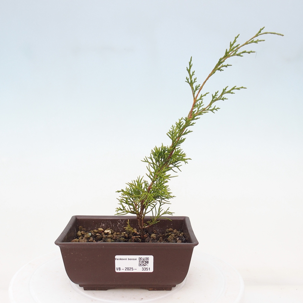 Venkovní bonsai - Juniperus chinensis Itoigawa -Jalovec čínský