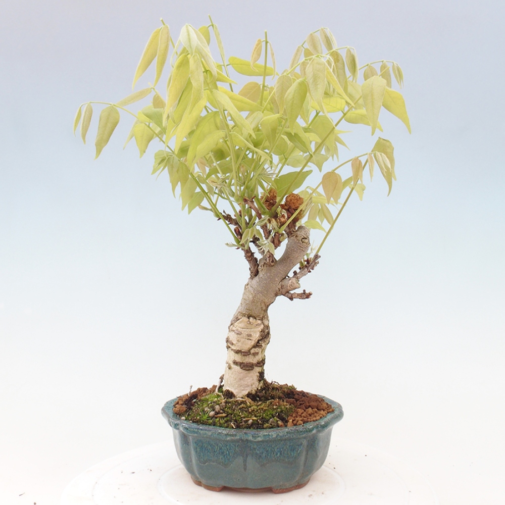 Venkovní bonsai - Vistarie květnatá - Wisteria floribunda