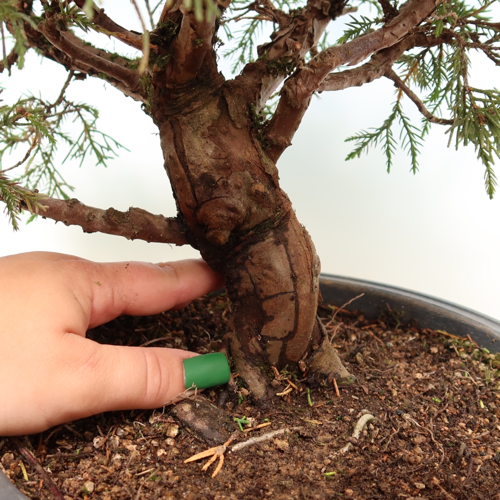 Venkovní bonsai - Juniperus chinensis Itoigawa-Jalovec čínský