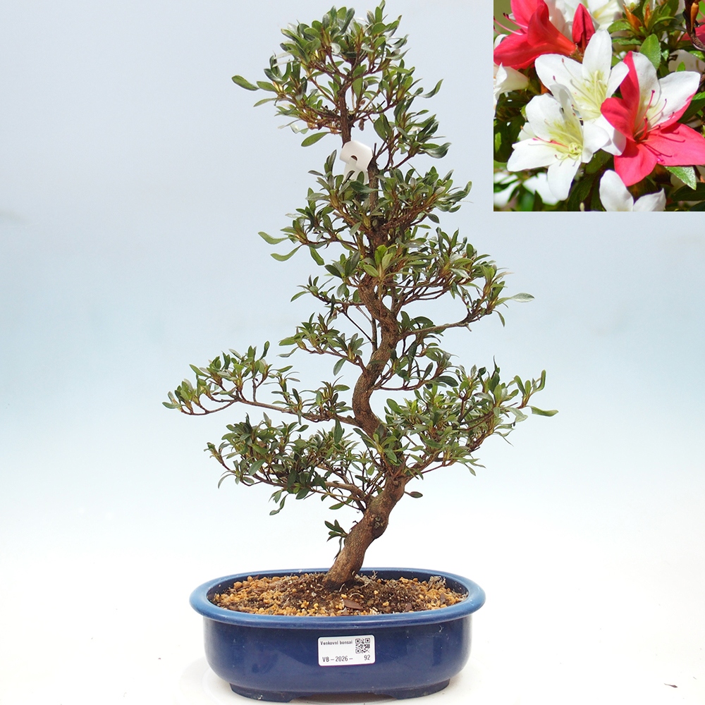 Venkovní bonsai - Japonská azalka - Azalea CHIHIRO