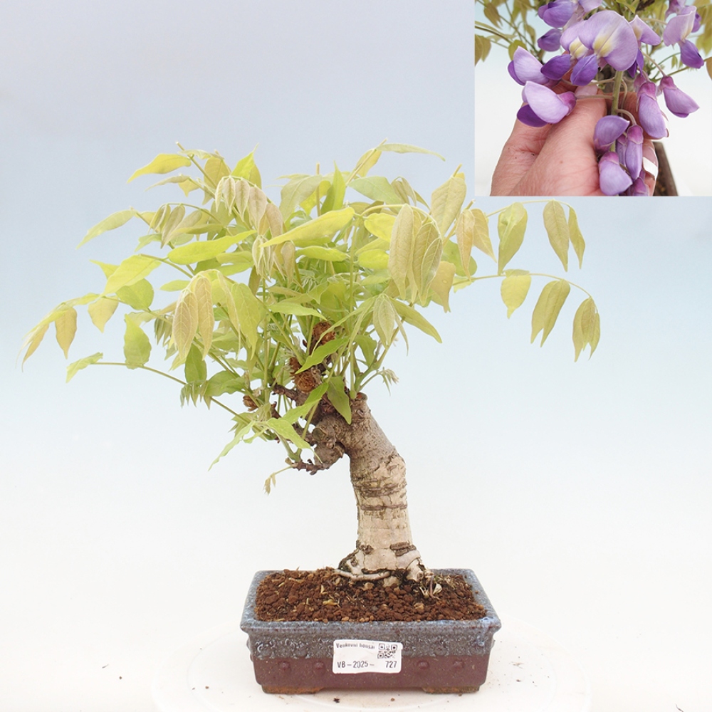 Venkovní bonsai - Vistarie květnatá - Wisteria floribunda