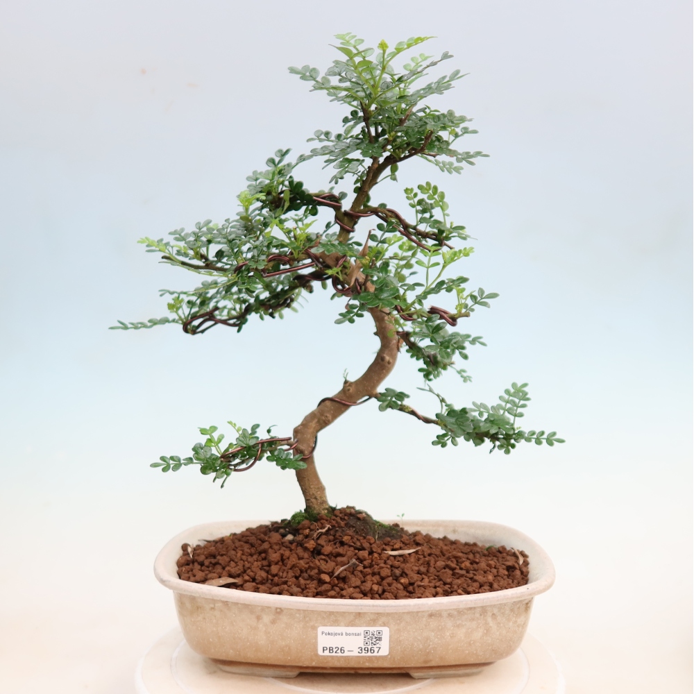 Pokojová bonsai - Zantoxylum piperitum - Pepřovník