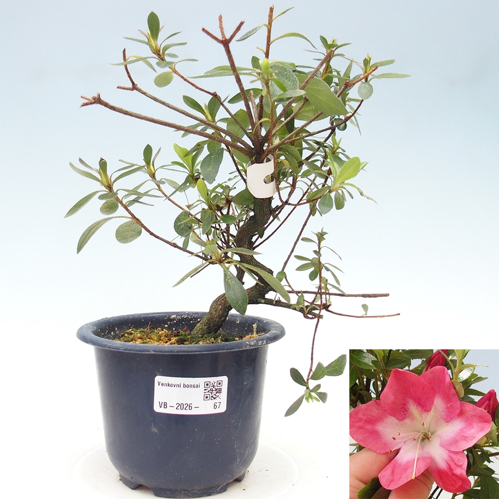 Venkovní bonsai - Japonská azalka - Azalea Rin