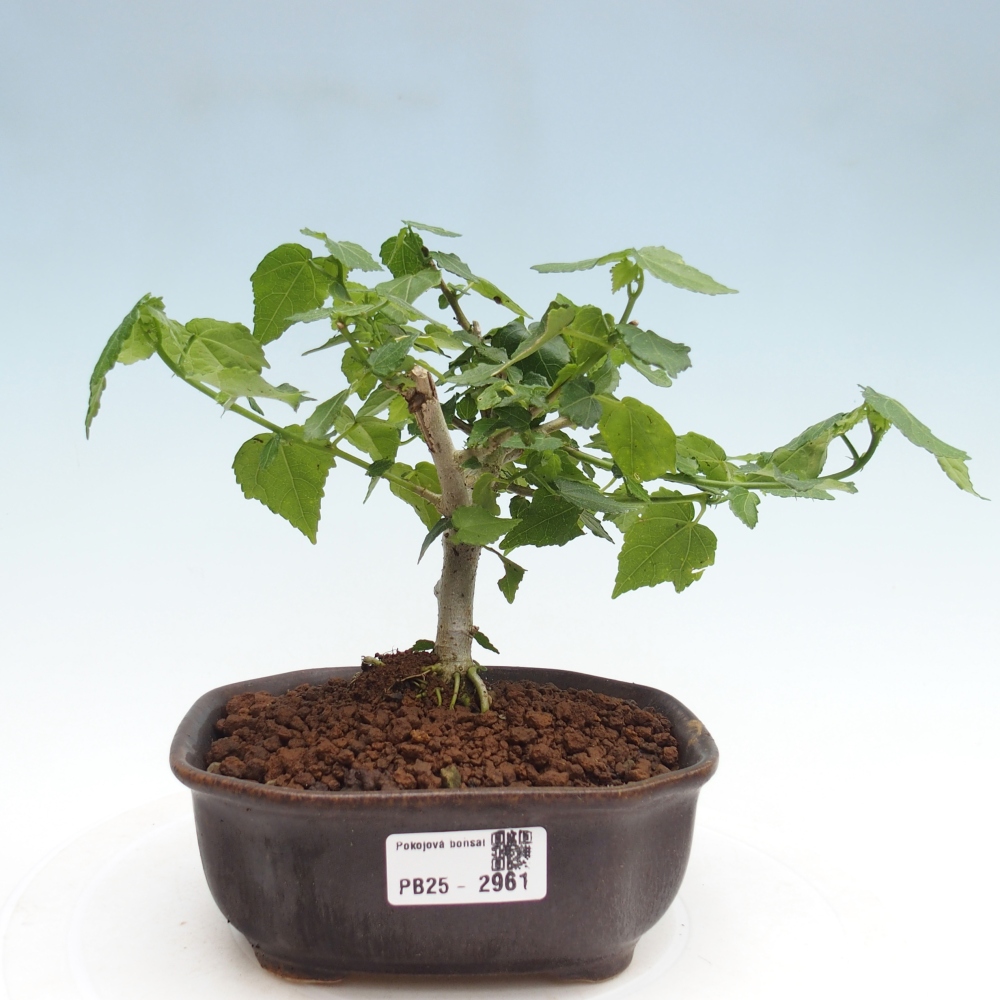 Pokojová bonsai - Malvaviscus arboreus - ibiškovec dřevnatý