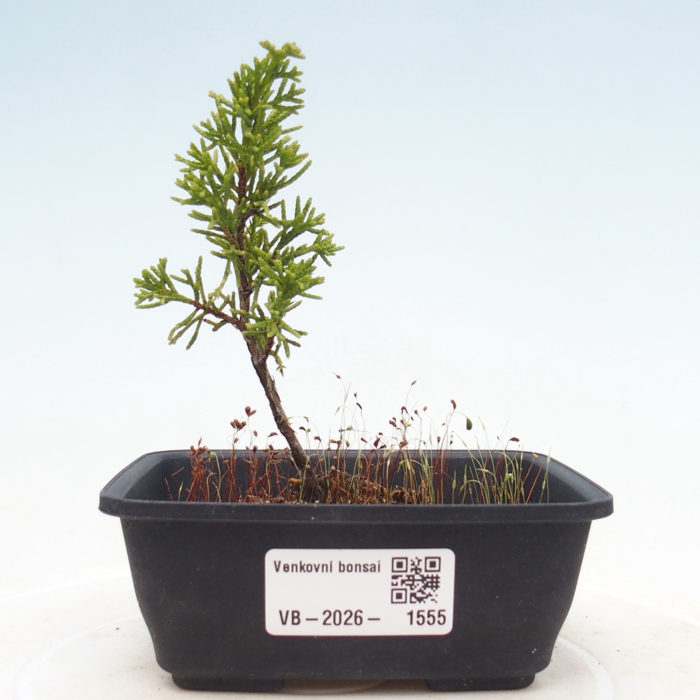 Venkovní bonsai - Juniperus chinensis Itoigawa -Jalovec čínský