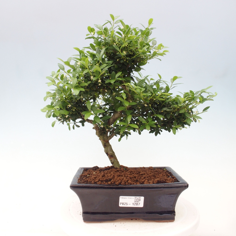 Pokojová bonsai - Ilex crenata - Cesmína