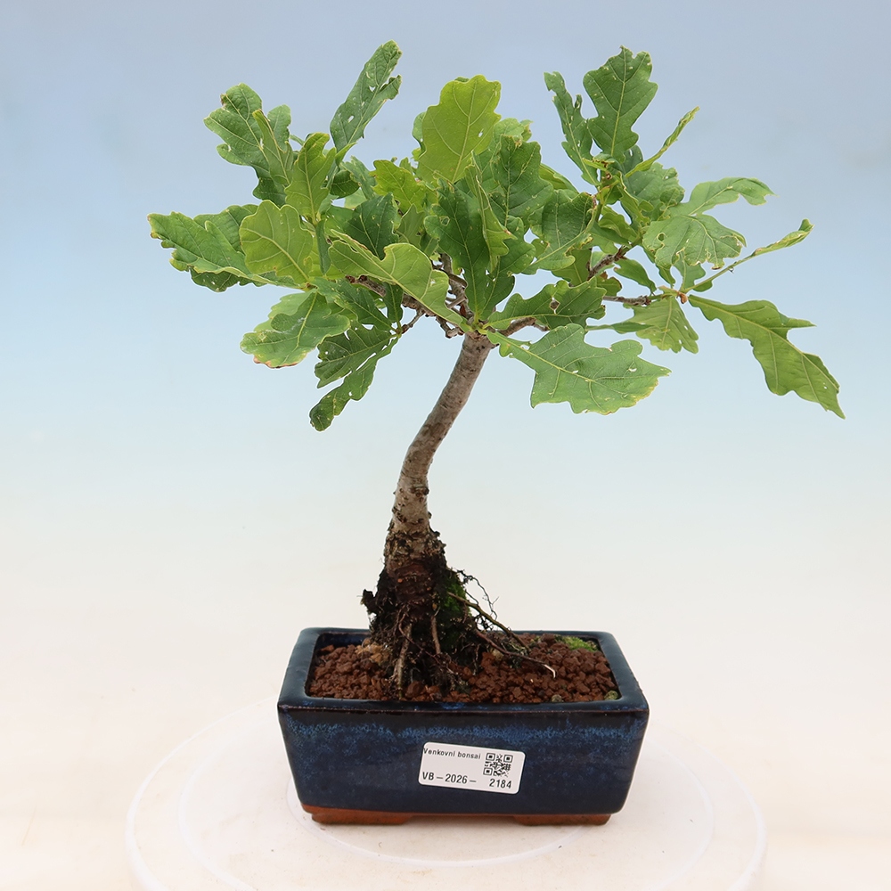 Venkovní bonsai - Quercus robur - Dub letní