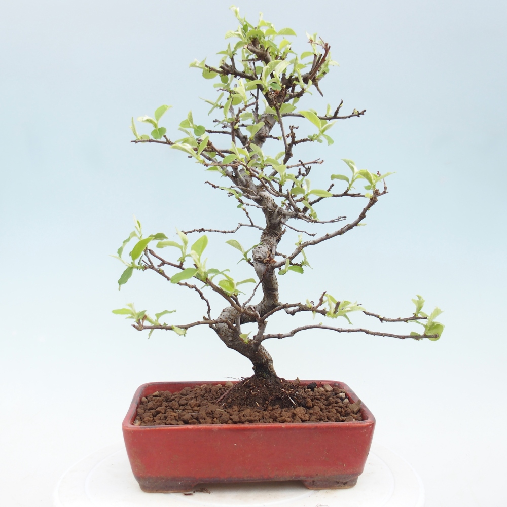 Venkovní  bonsai -  Chaneomeles chinensis - Kdoulovec čínsky