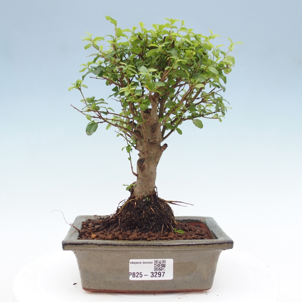 Pokojová bonsai -Ligustrum chinensis - Ptačí zob