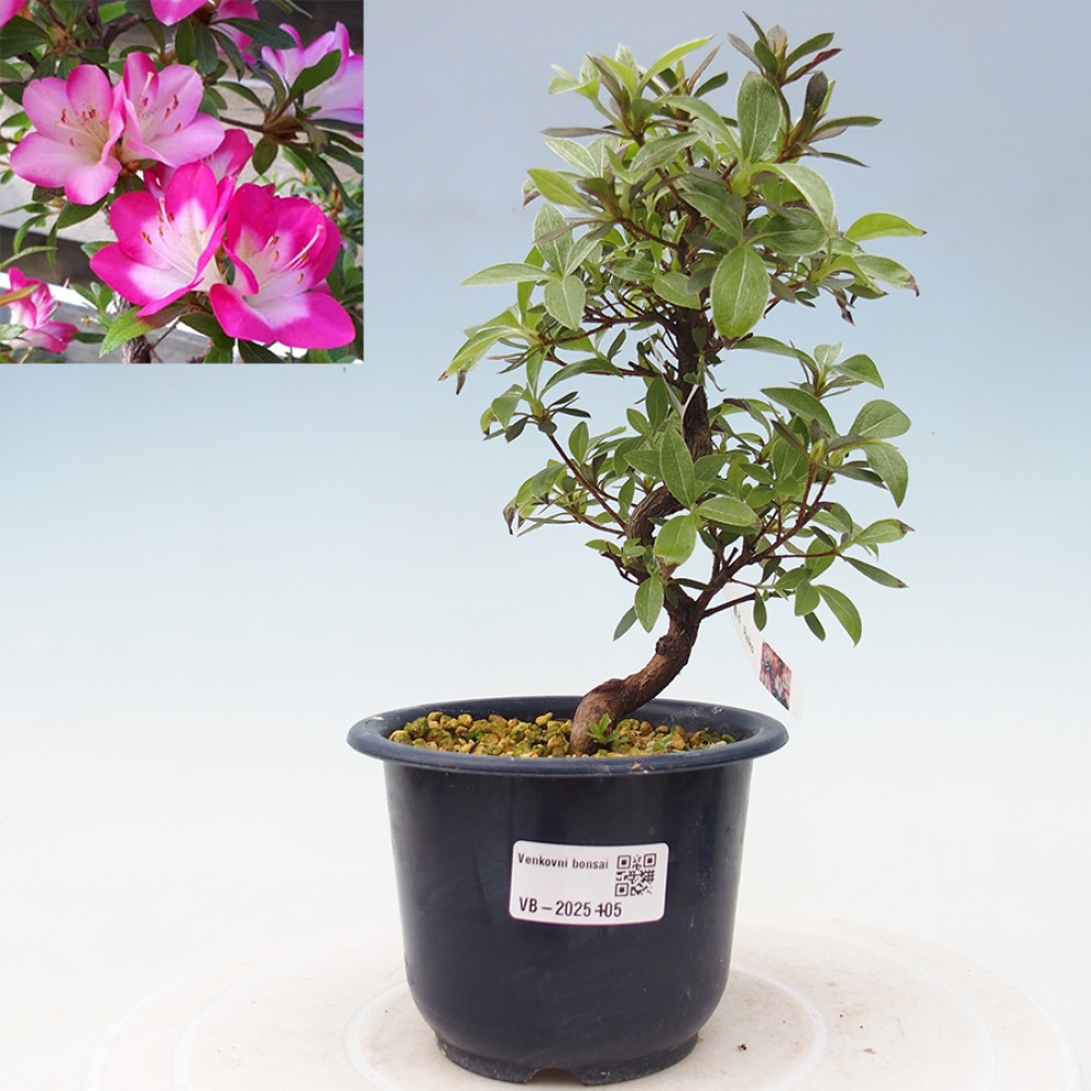 Venkovní bonsai - Japonská azalka - Azalea Reiko