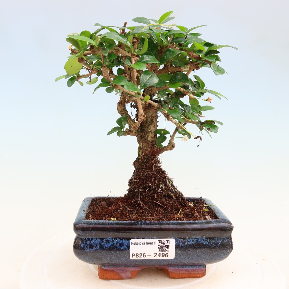 Pokojová bonsai - Carmona macrophylla - Čaj fuki