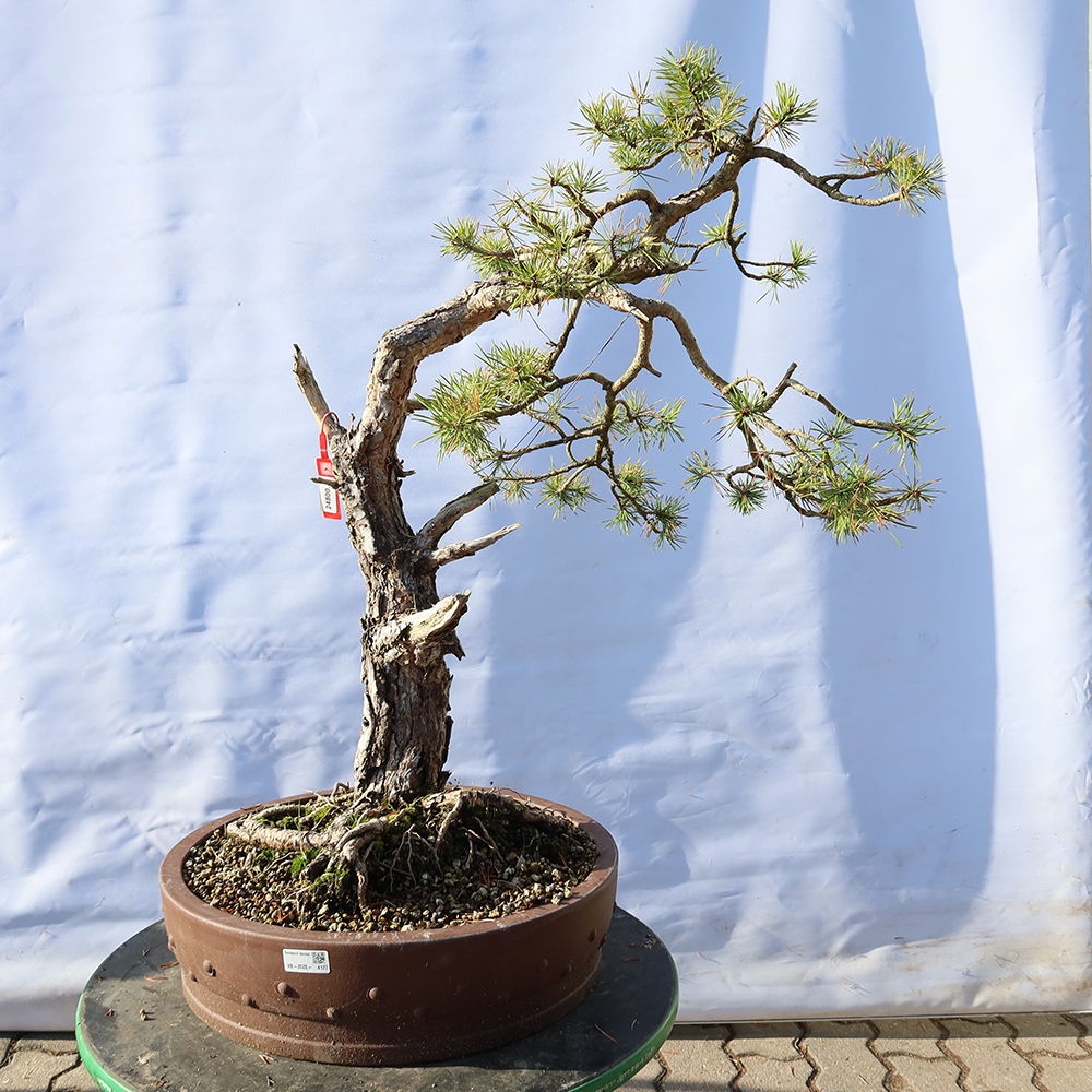 Pinus sylvestris Španělsko - borovice lesní