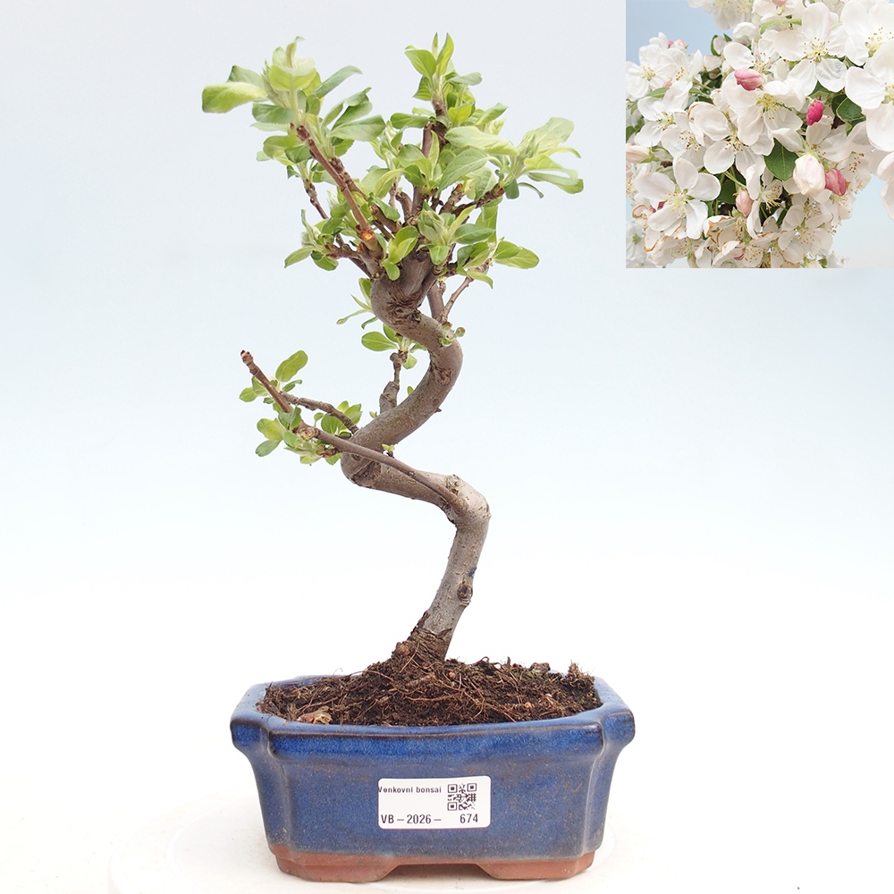 Venkovní bonsai -Malus halliana - Maloplodá jabloň