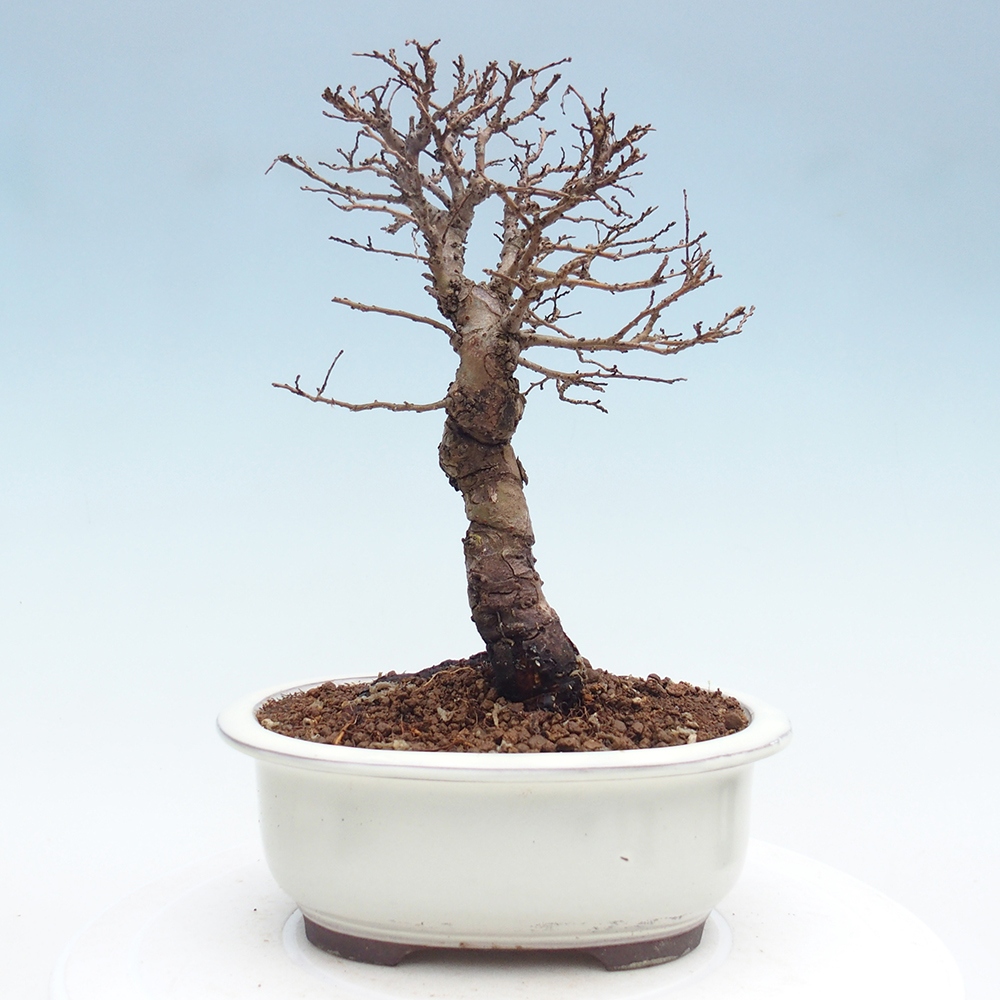 Venkovní bonsai - Zelkova - Zelkova NIRE