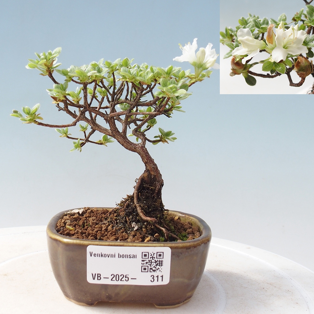 Venkovní bonsai - Rhododendron indicum - Japonská azalka