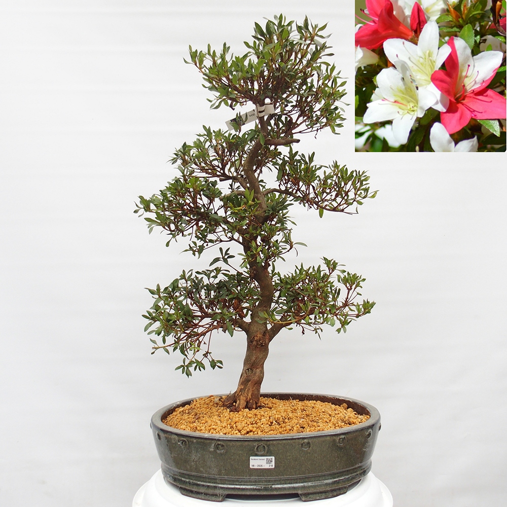 Venkovní bonsai - Japonská azalka - Azalea Chihiro
