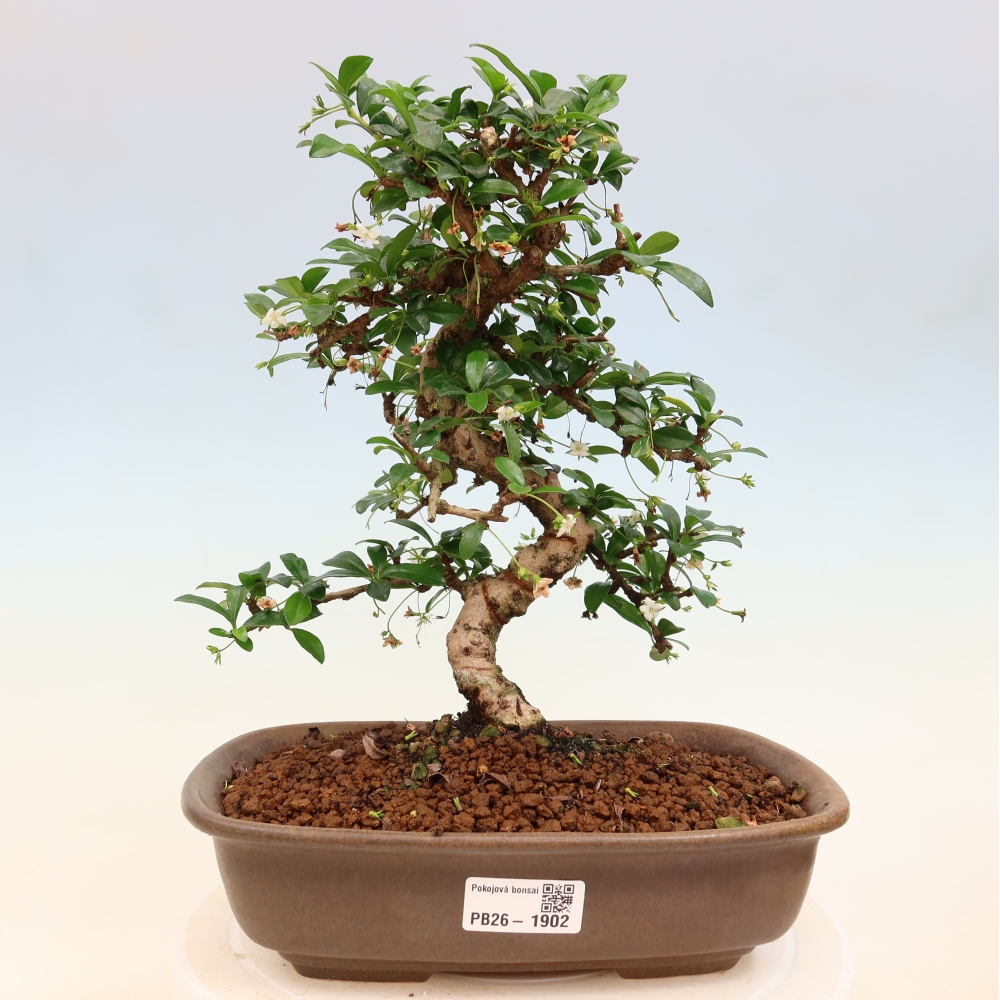 Pokojová bonsai - Carmona macrophylla - Čaj fuki