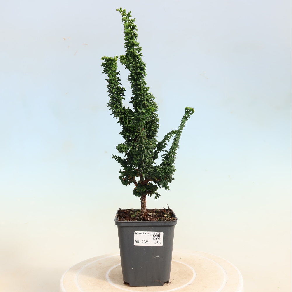 Venkovní bonsai - Cham. obtusa SEKKA HINOKI - Cypřišek