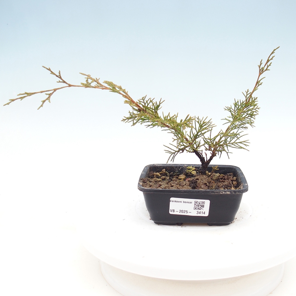 Venkovní bonsai - Juniperus chinensis Itoigawa -Jalovec čínský