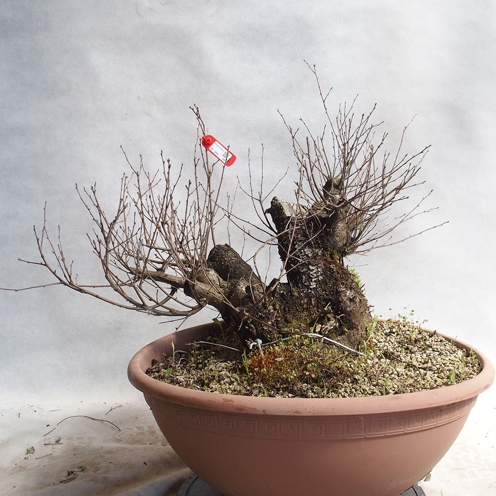 Venkovní bonsai -Mahalebka - Prunus mahaleb