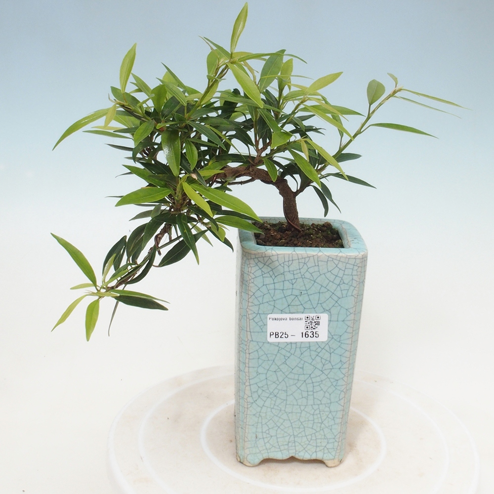 Pokojová bonsai - Ficus nerifolia -  malolistý fíkus