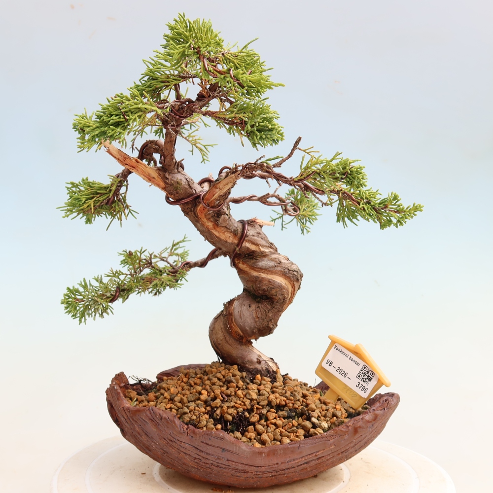 Venkovní bonsai - Juniperus chinensis Itoigawa-Jalovec čínský