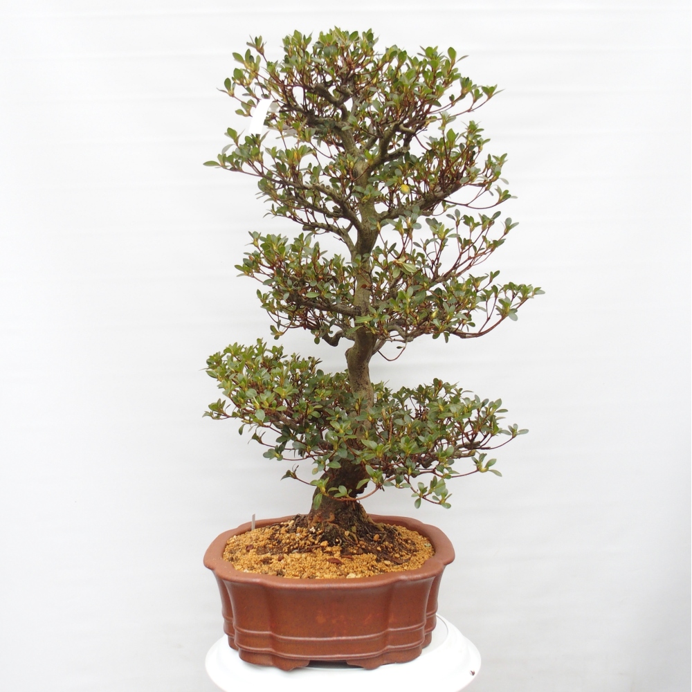 Venkovní bonsai - Japonská azalka - Azalea Sansei
