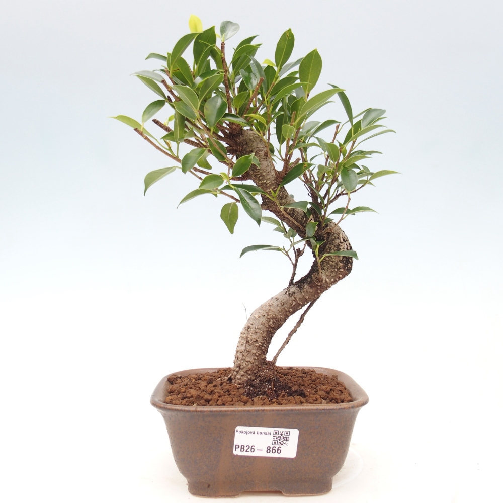 Pokojová bonsai - Ficus retusa -  malolistý fíkus