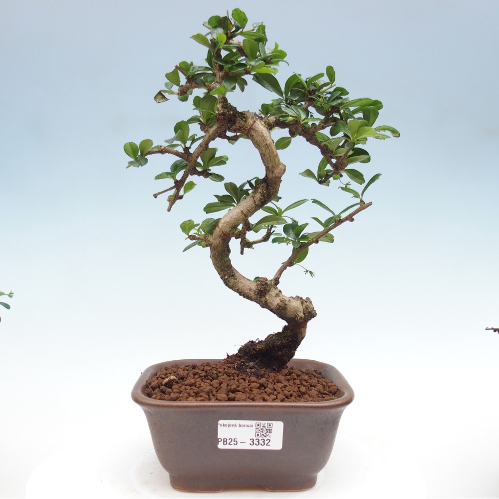 Pokojová bonsai - Carmona macrophylla - Čaj fuki