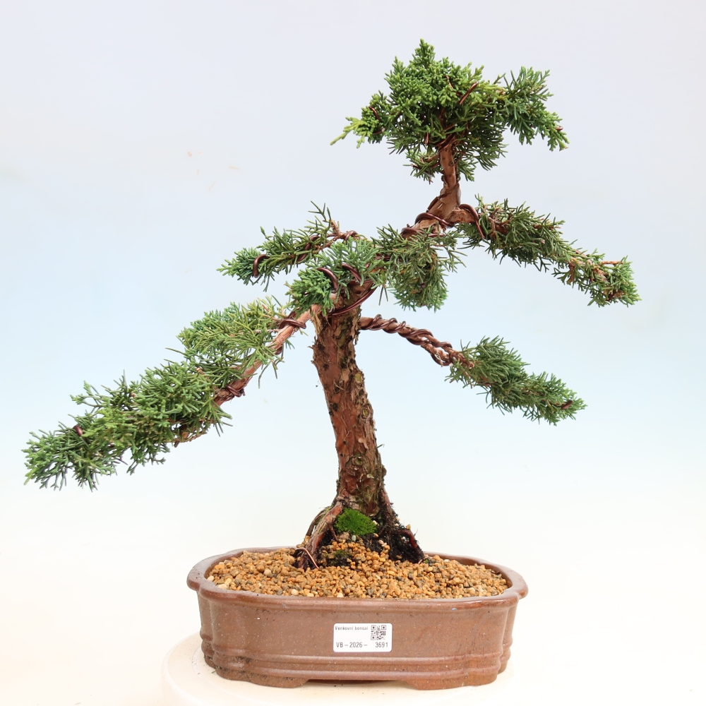 Venkovní bonsai - Juniperus chinensis Kishu -Jalovec čínský