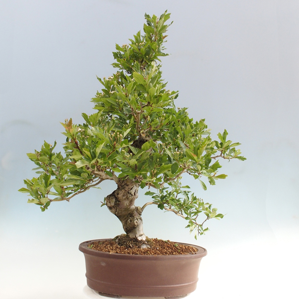 Venkovní bonsai - Hloh klínovitý - Crataegus cuneata