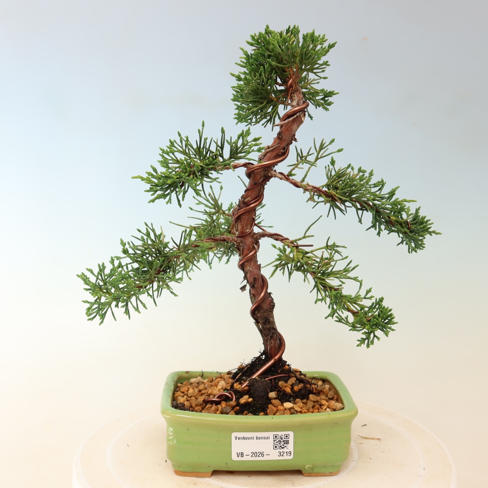 Venkovní bonsai - Juniperus chinensis Kishu -Jalovec čínský