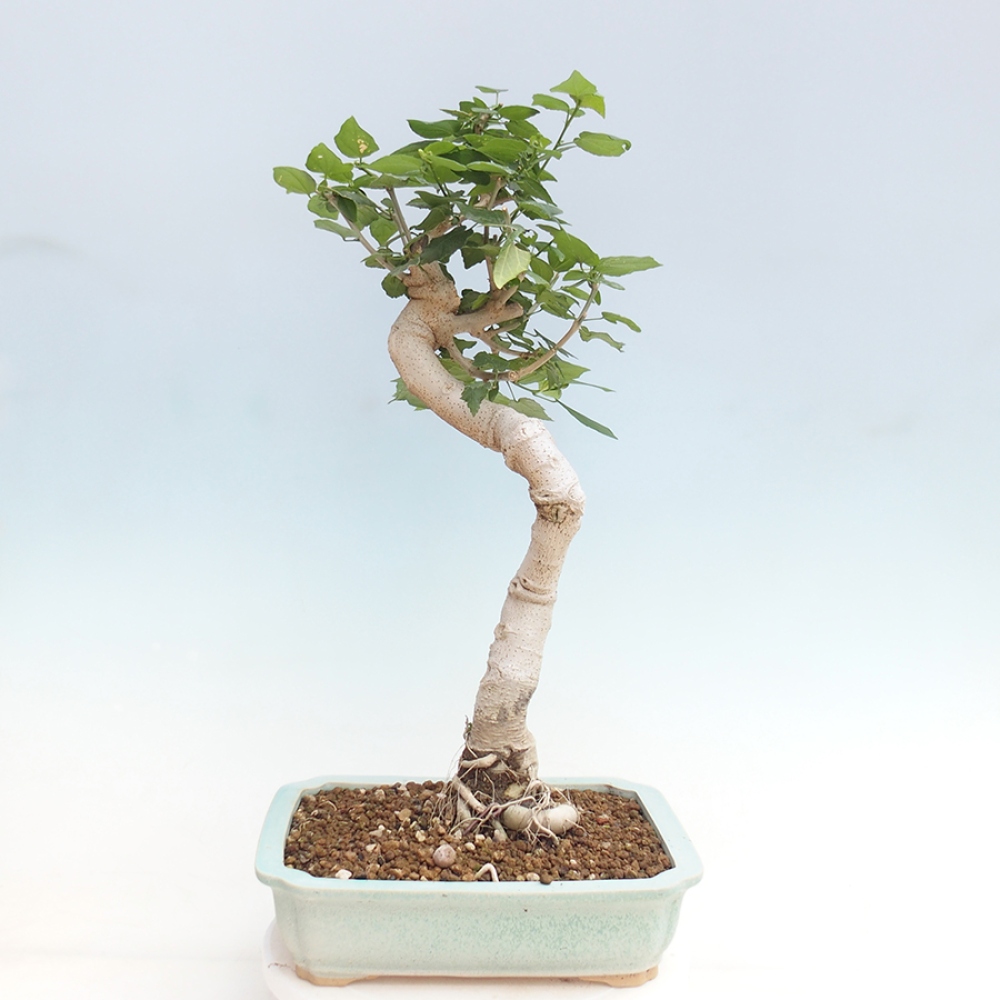 Pokojová bonsai - Malvaviscus arboreus - ibiškovec dřevnatý