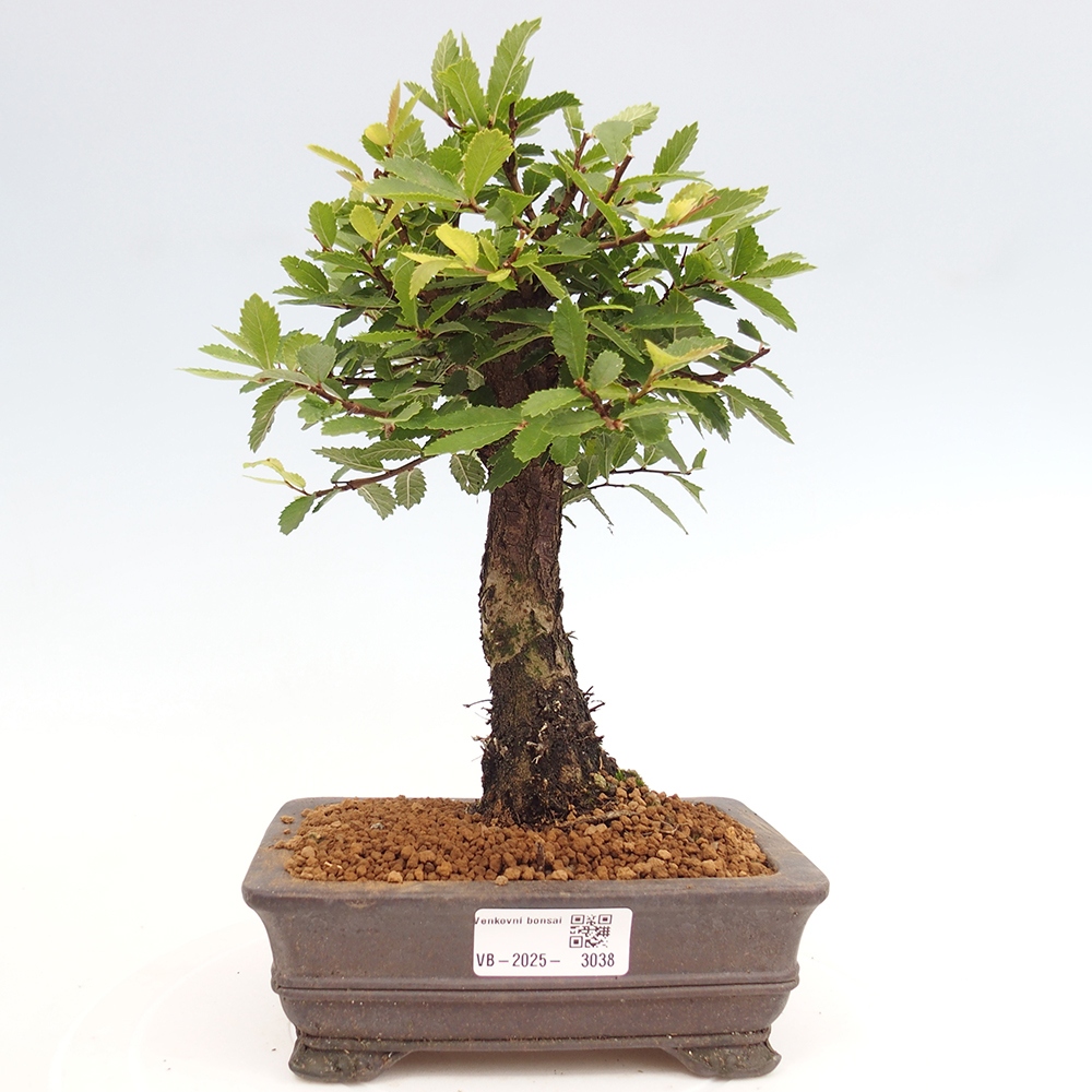 Venkovní bonsai - Zelkova - Zelkova NIRE