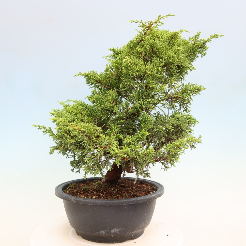 Venkovní bonsai - Juniperus chinensis Itoigawa-Jalovec čínský