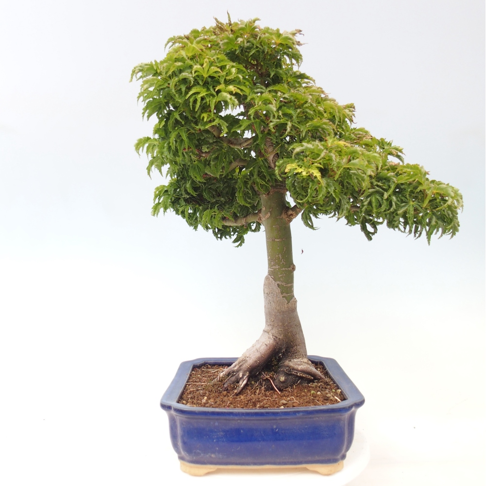 Venkovní bonsai -Javor dlanitolistý Acer palmatum Shishigashira
