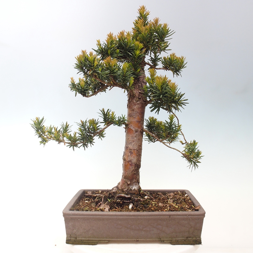 Venkovní bonsai - Taxus cuspidata  - Tis japonský