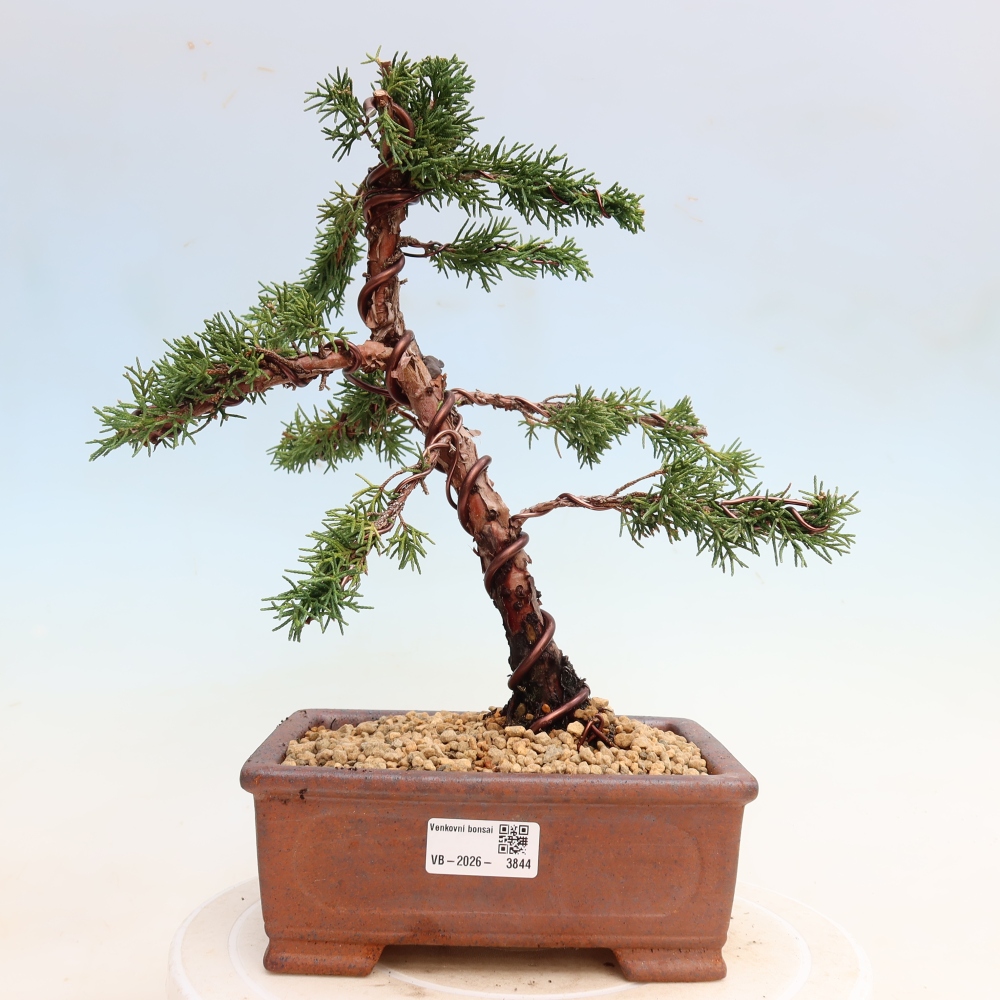 Venkovní bonsai - Juniperus chinensis Kishu -Jalovec čínský