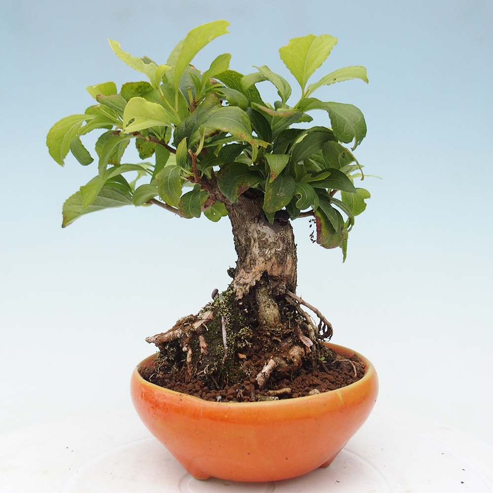 Venkovní bonsai - Celastrus  orbiculatus - Jesenec okrouhlolistý