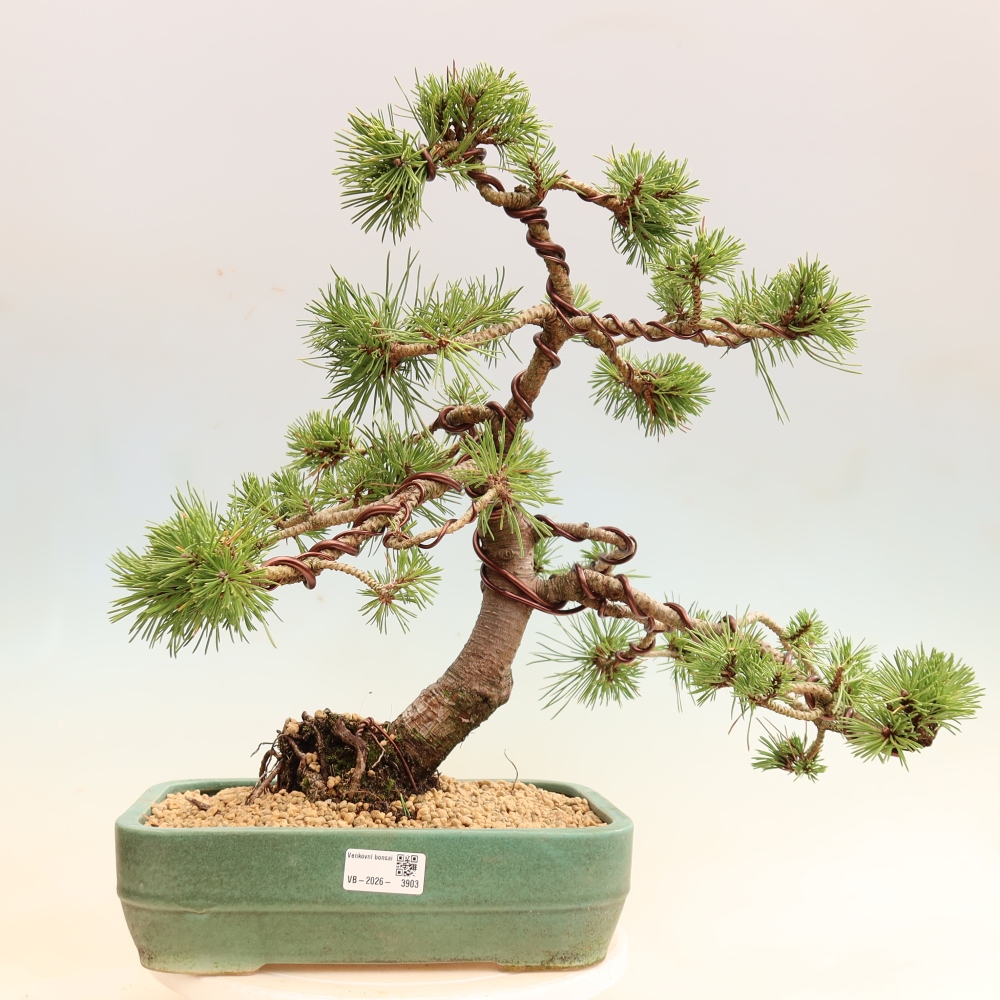 Venkovní bonsai - Pinus mugo Humpy  - Borovice kleč