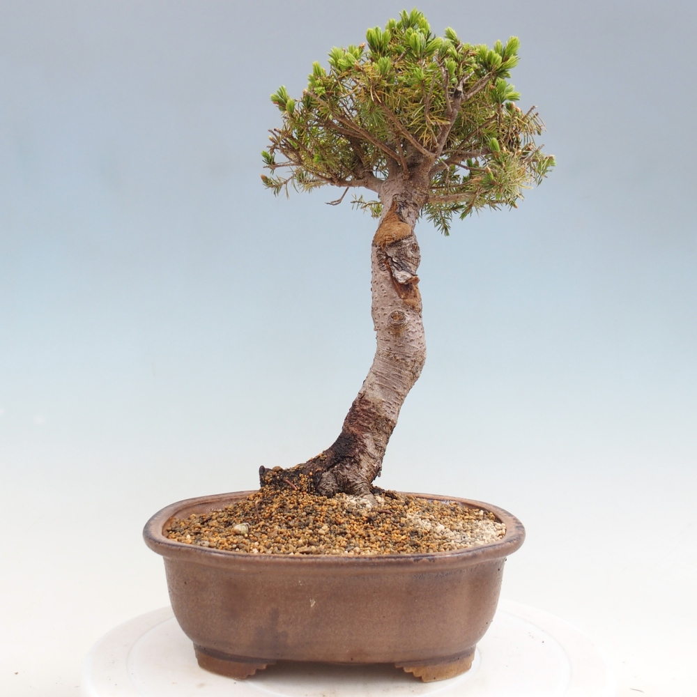 Venkovní bonsai- Smrk kulovitý - Picea glauca globe