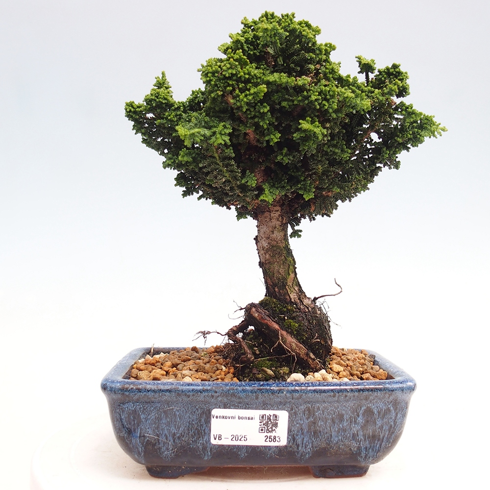 Venkovní bonsai - Cham. obtusa SEKKA HINOKI - Cypřišek
