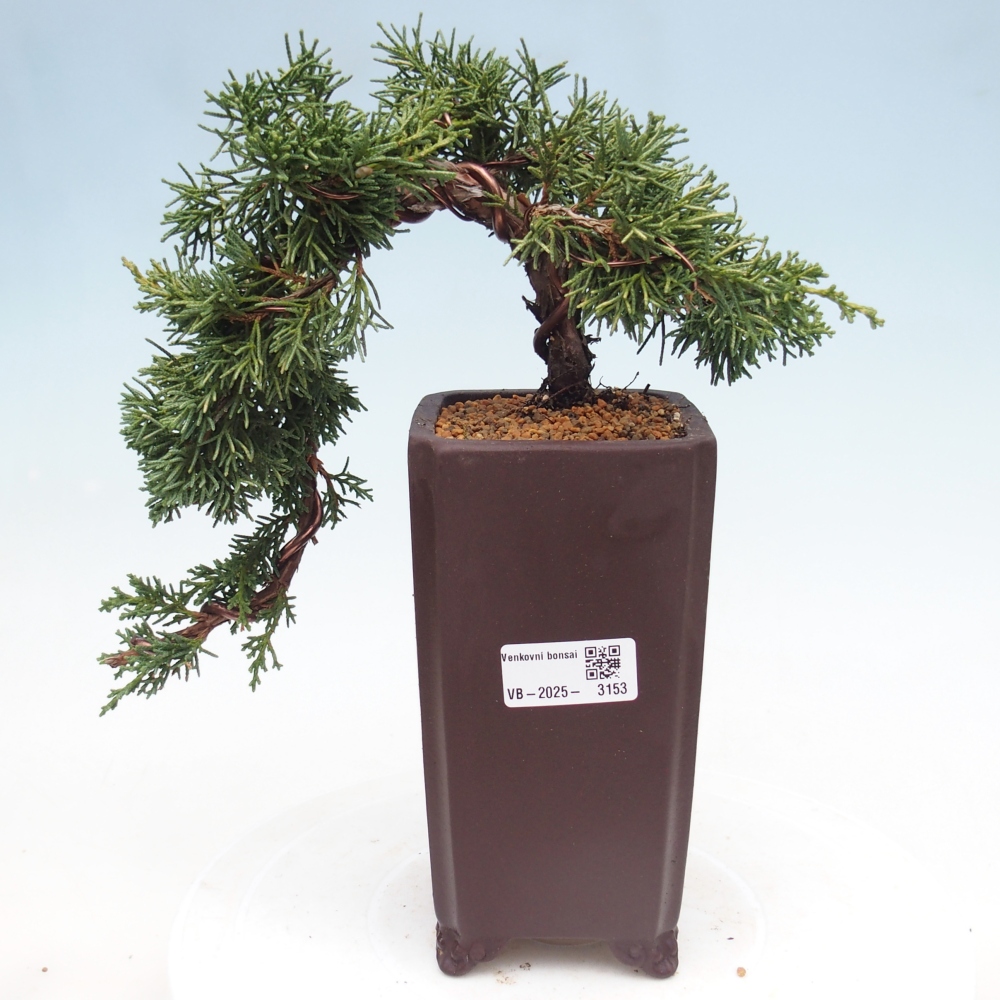 Venkovní bonsai - Juniperus chinensis Kishu -Jalovec čínský