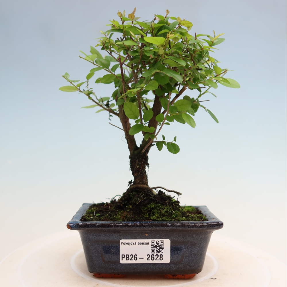 Pokojová bonsai - Sagerécie thea - Sagerécie thea