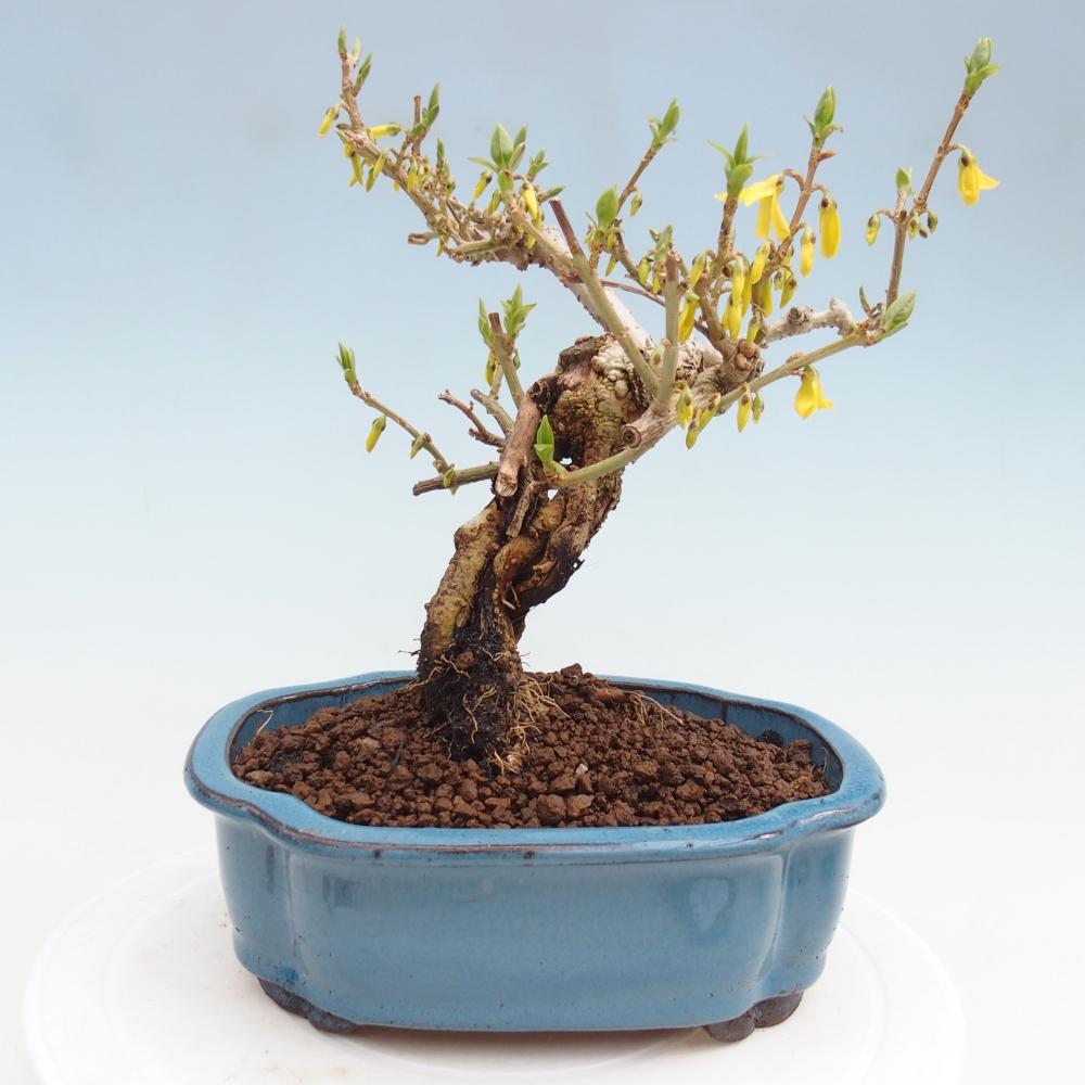 Venkovní bonsai - Zlatice - Forsythia koreana