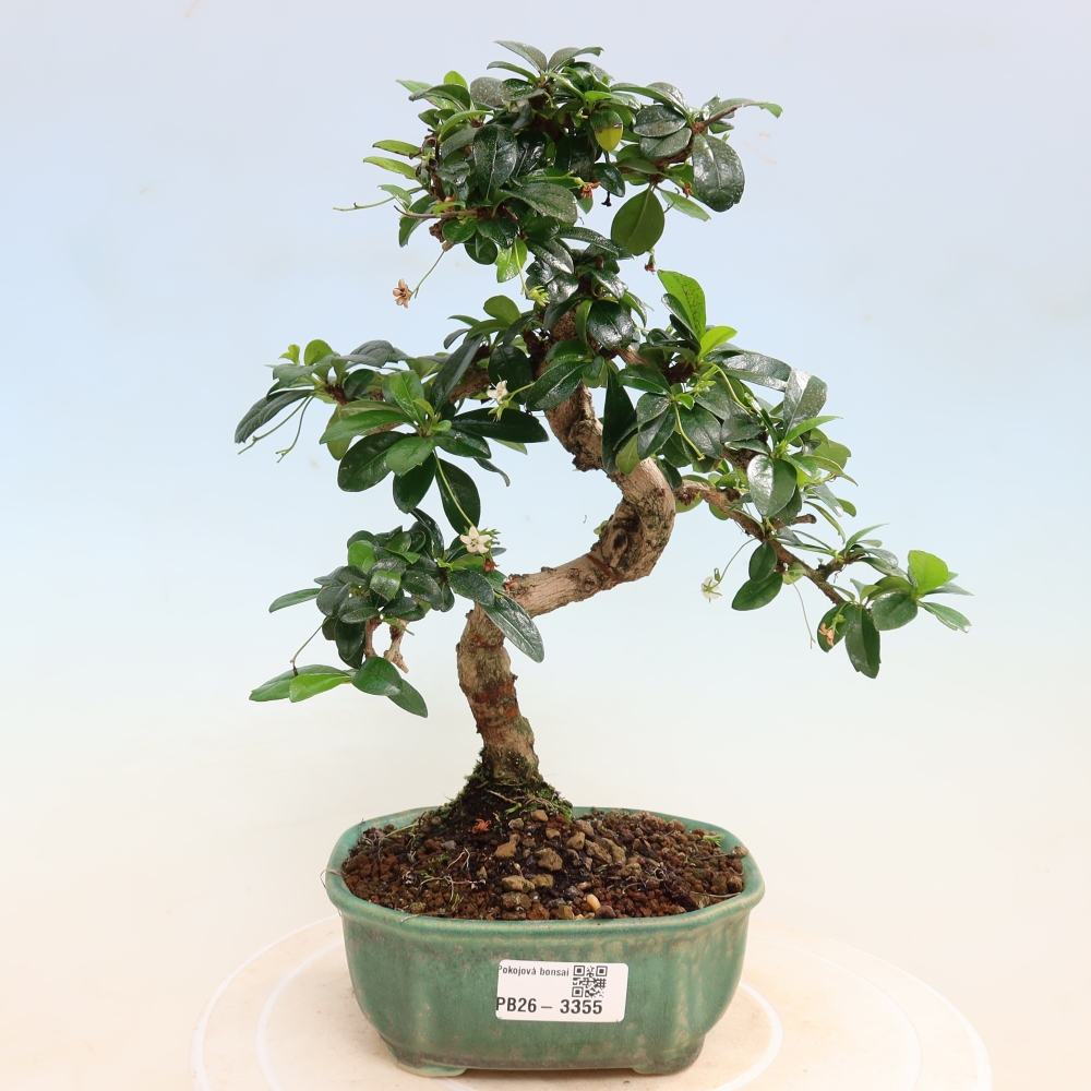 Pokojová bonsai - Carmona macrophylla - Čaj fuki