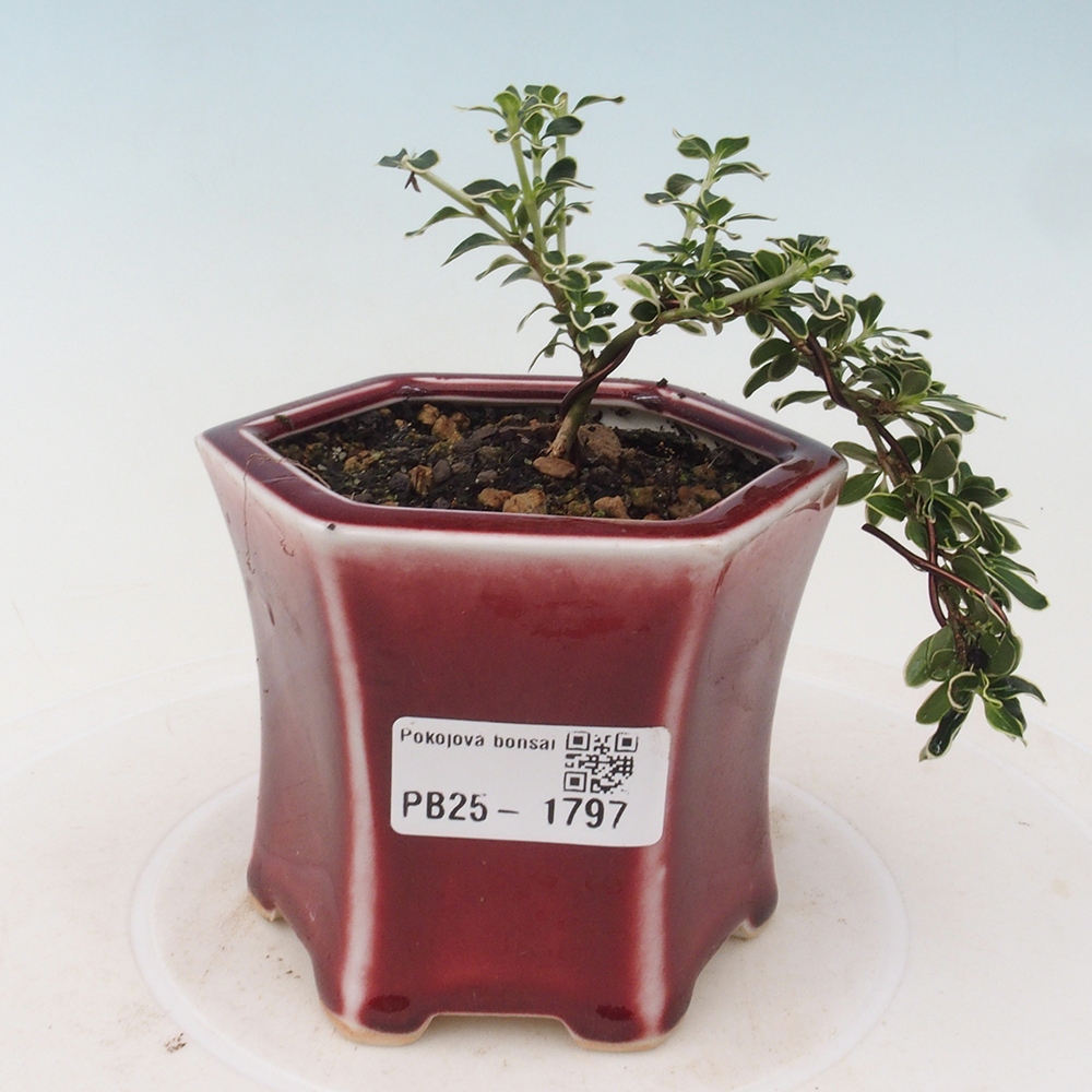 Pokojová bonsai - Serissa foetida Variegata - Strom tisíce hvězd
