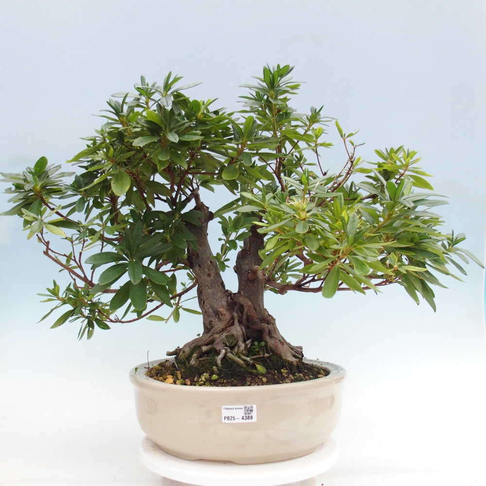 Pokojová bonsai - Rhododendron simsii -  Pěnišník