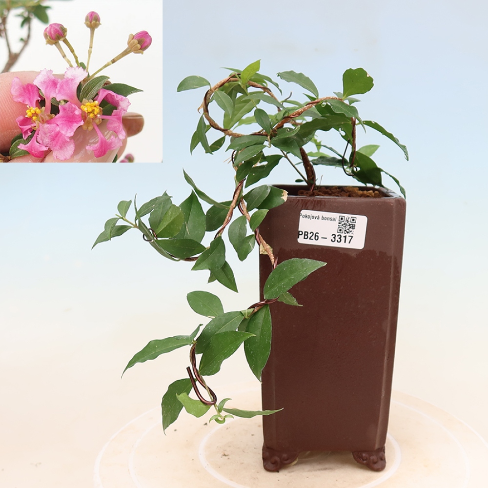 Pokojová bonsai - Malpígie barbadoská třešeň - Malpighia glabra 