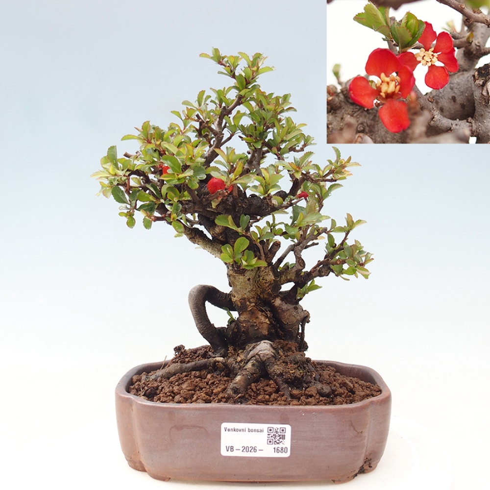 Venkovní  bonsai -  Chaneomeles speciosa - Kdoulovec ozdobný